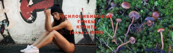 прущие грибы Корсаков